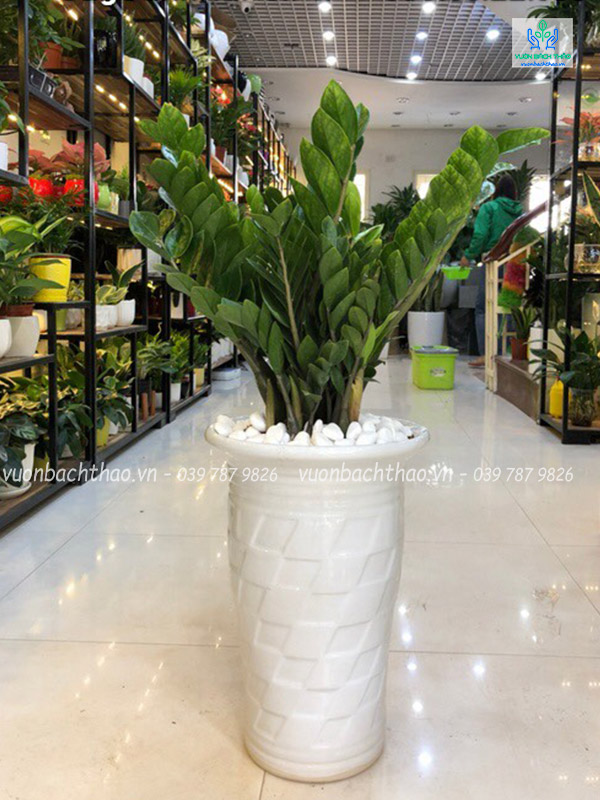 Cây Kim Tiền Chậu Đứng