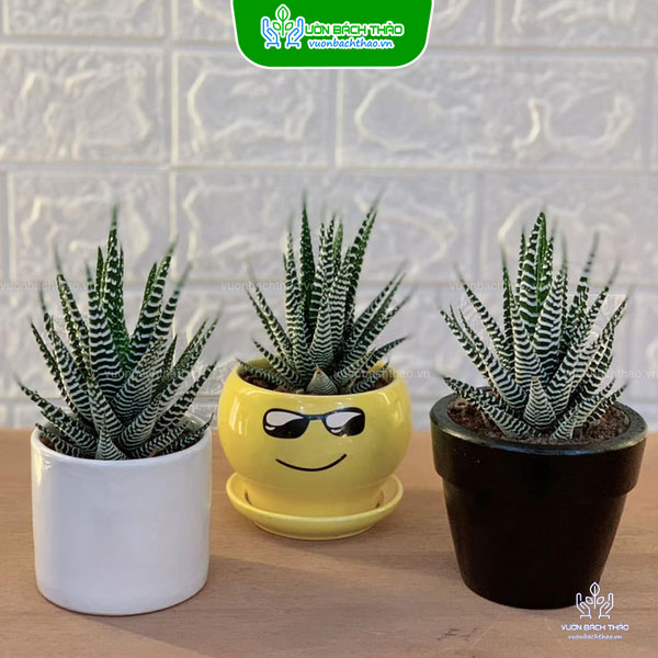 Cây Móng Rồng Mini Để Bàn