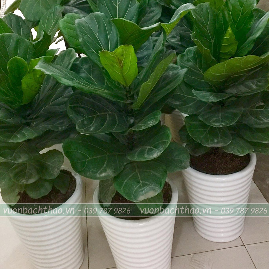 Cây Bàng Singapore Để Sàn