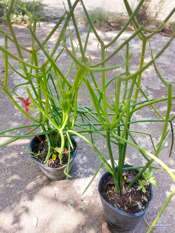 Cây Giao (Cây Xương Cá)