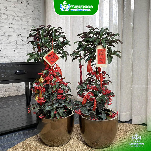 Cây Kim Ngân Lượng Chậu Đứng