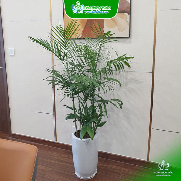 Chậu Cây Cau Hawaii Để Sàn