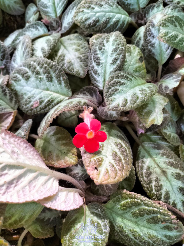 Cây Ấm Kiếm Chậu Treo