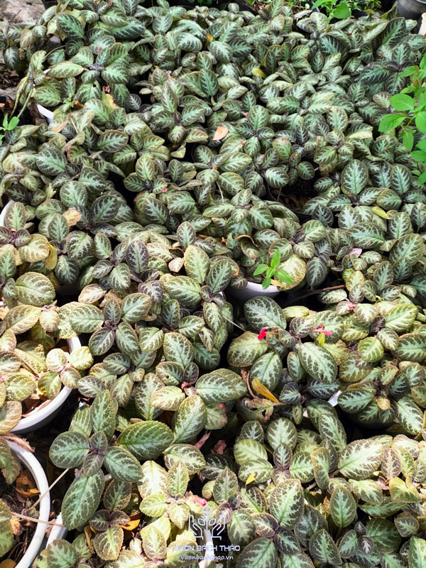 Cây Ấm Kiếm Chậu Treo