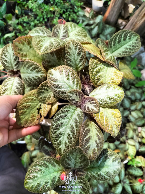 Cây Ấm Kiếm Chậu Treo