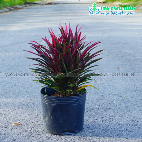 Cây Ánh Dương (Hồng Phát Tài)