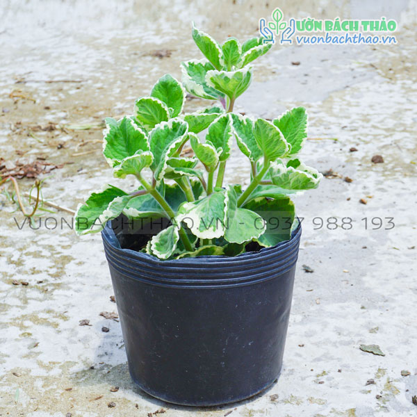 Cây Bạc Hà Cẩm Thạch