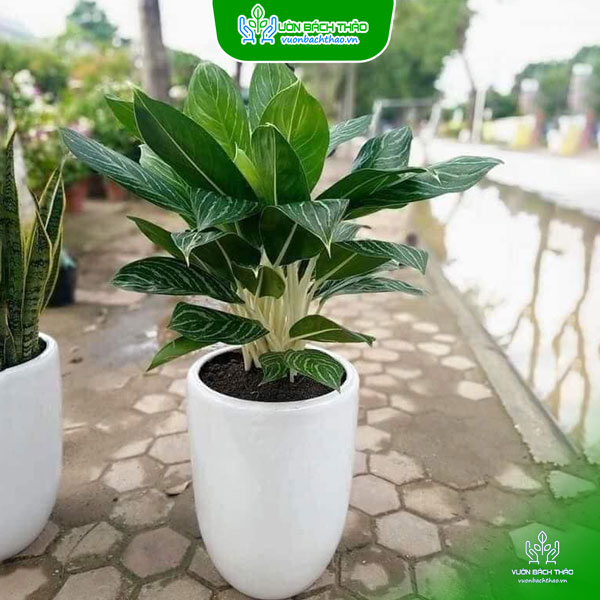 Cây Bạch Mã Hoàng Tử Chậu Đứng