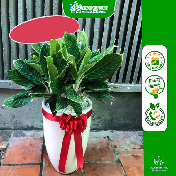 Cây Bạch Mã Tặng Khai Trương