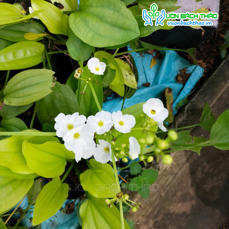 Cây Thủy Cúc (Bách Thủy Tiên)