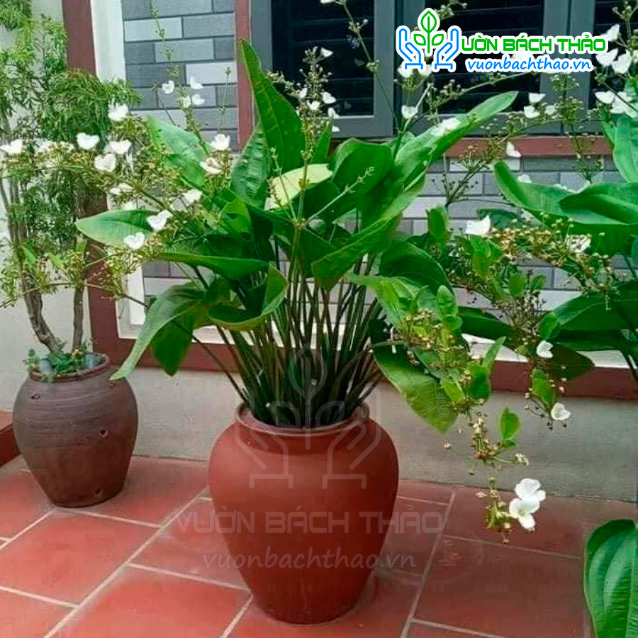 Cây Thủy Cúc (Bách Thủy Tiên)