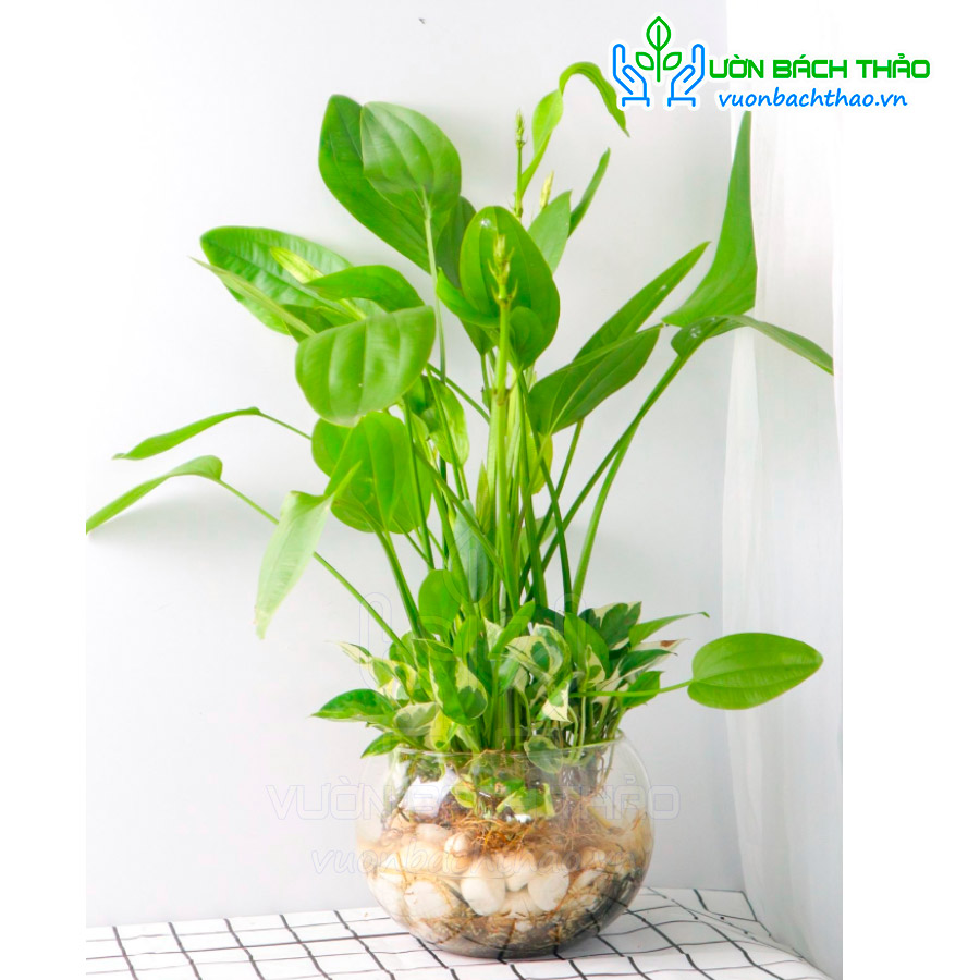 Cây Thủy Cúc (Bách Thủy Tiên)