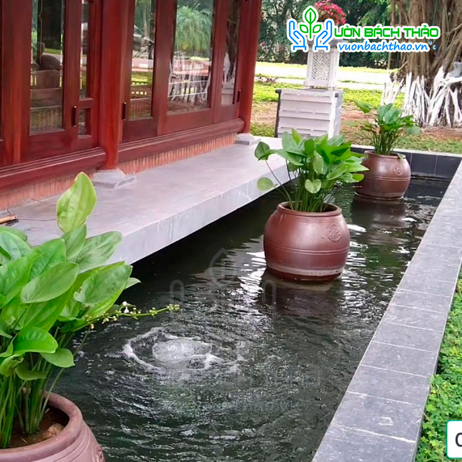 Cây Thủy Cúc (Bách Thủy Tiên)