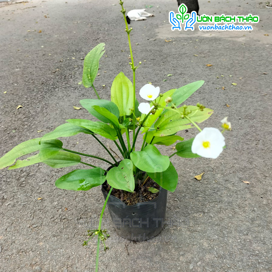 Cây Thủy Cúc (Bách Thủy Tiên)