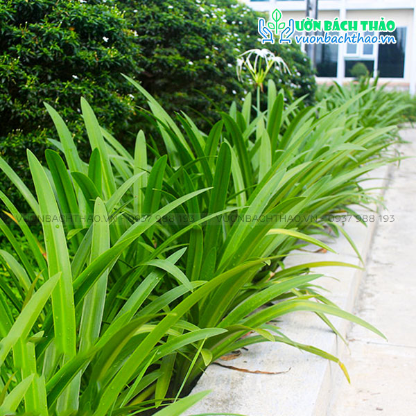 Cây Bạch Trinh Biển