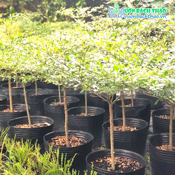 Cây Bàng Đài Loan