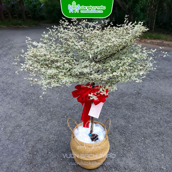 Cây Bàng Nhật Cẩm Thạch Khai Trương