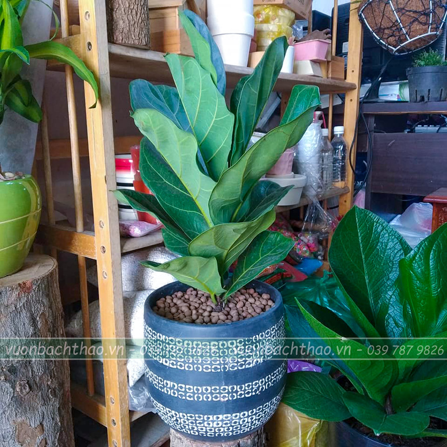 Cây Bàng Singapore Để Sàn