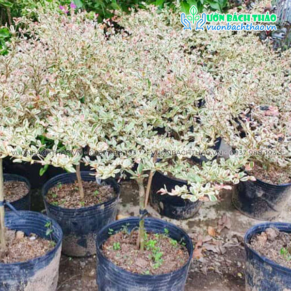 Cây Bàn Đài Loan Cẩm Thạch