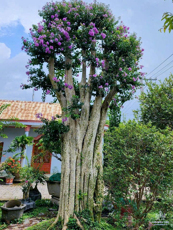 Cây Bằng Lăng Núi (Cây Săng Lẻ)
