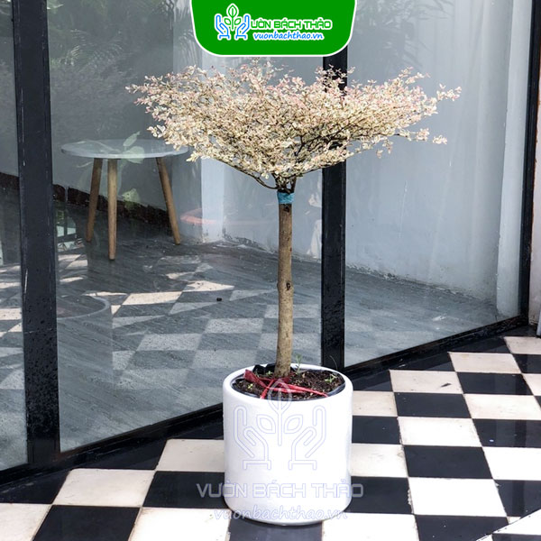 Cây Bàng Nhật Cẩm Thạch Khai Trương