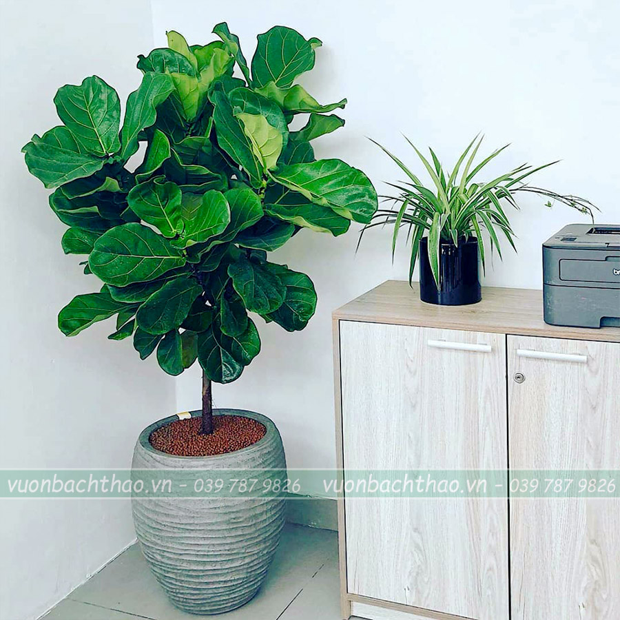 Cây Bàng Singapore Để Sàn