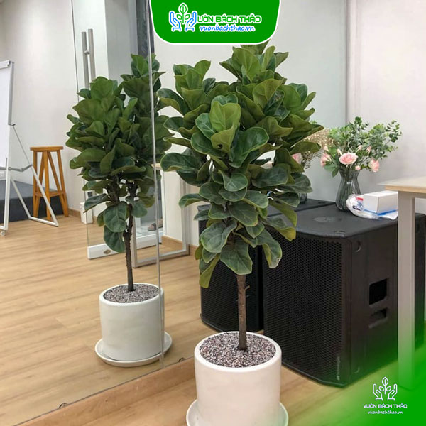 Cây Bàng Singapore Nhiều Cành Chậu Đứng