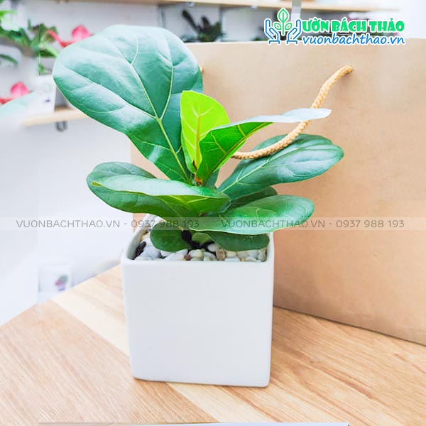 Cây Bàng Singapore Để Bàn