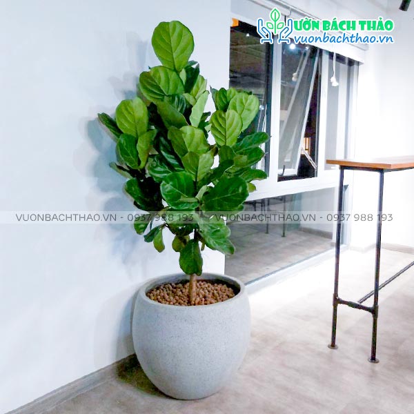 Cây Bàng Singapore Nhiều Cành Chậu Đứng