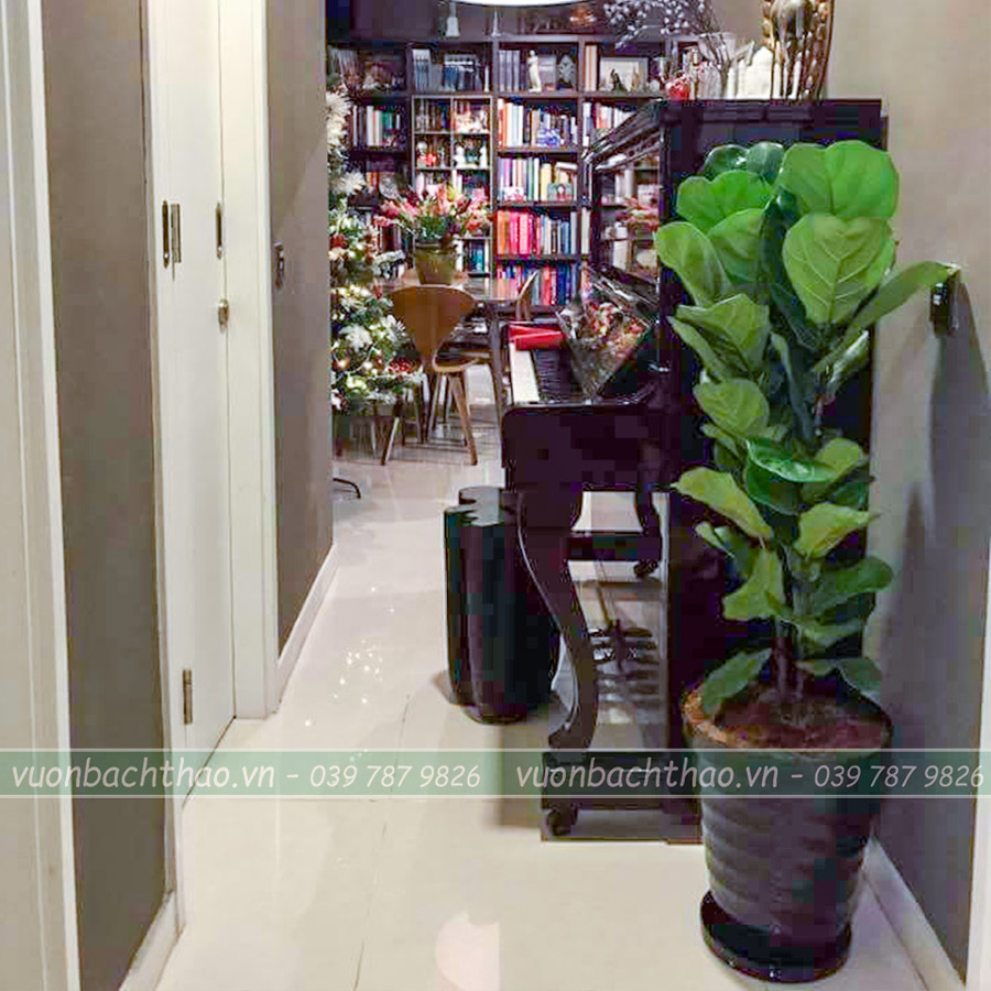 Cây Bàng Singapore Để Sàn
