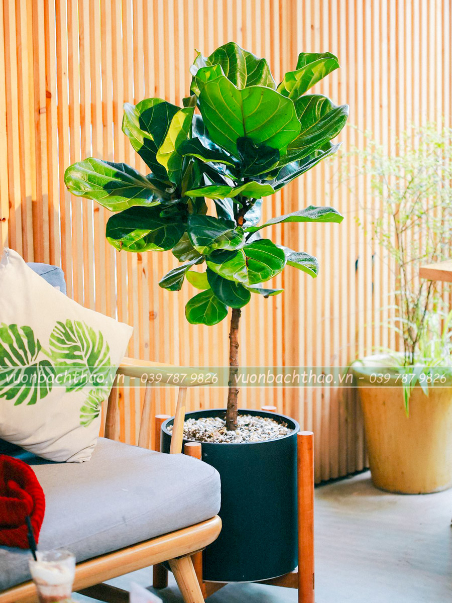 Cây Bàng Singapore Để Sàn
