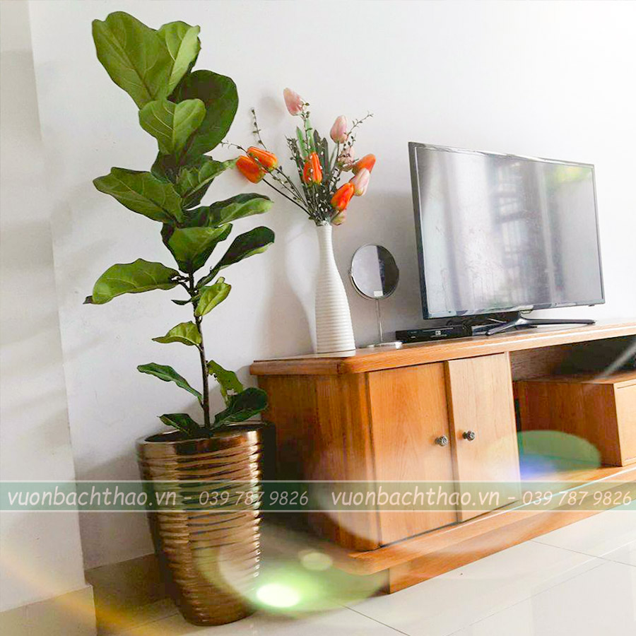 Cây Bàng Singapore Để Sàn