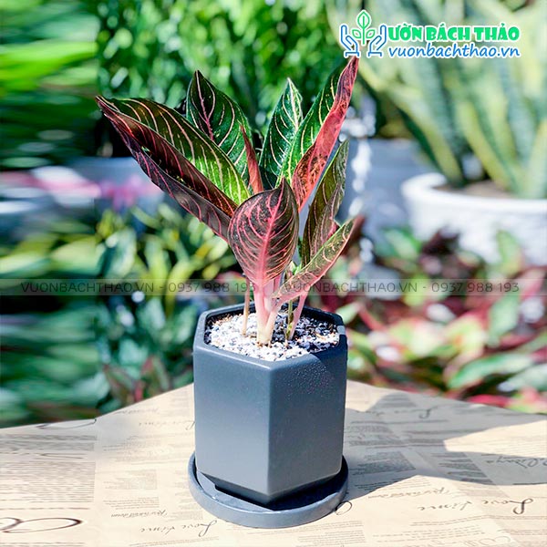 Cây Bao Thanh Thiên Để Bàn