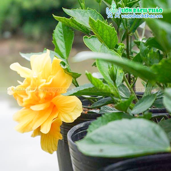 Cây Bông Bụp Thái Cánh Kép