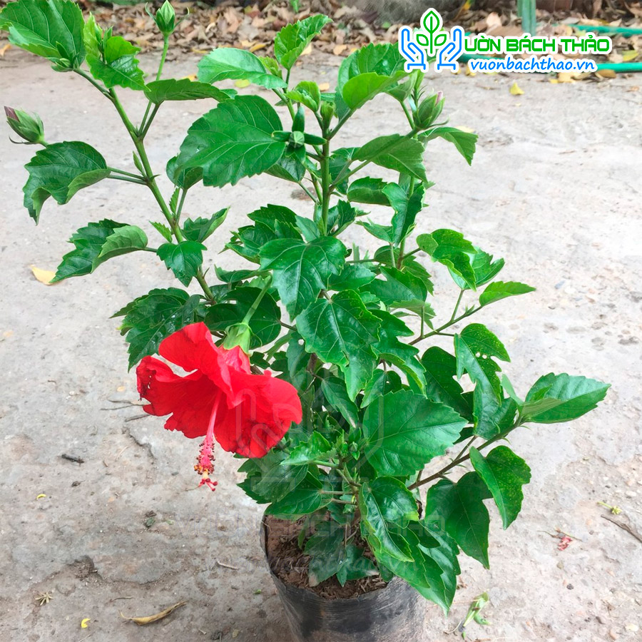Cây Bông Bụt Ta Trồng Hàng Rào