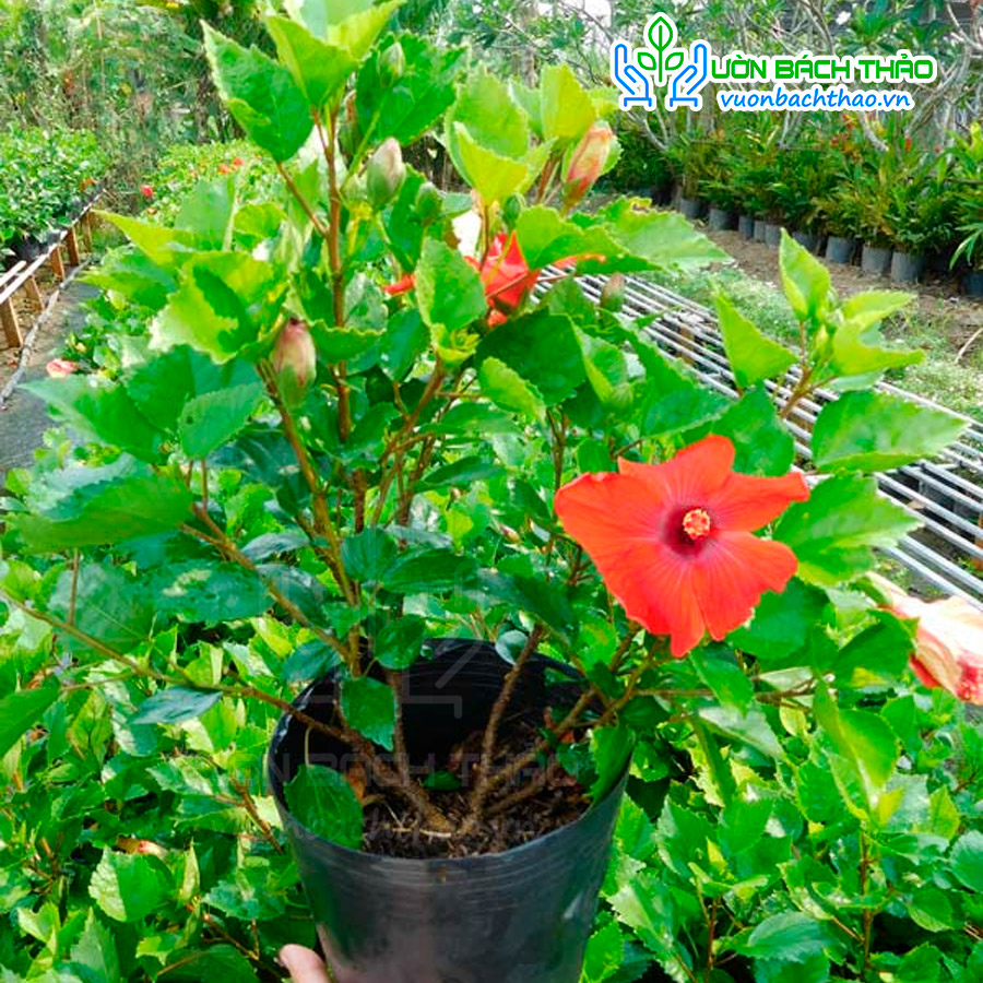 Cây Bông Bụt Ta Trồng Hàng Rào