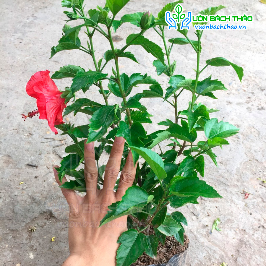 Cây Bông Bụt Ta Trồng Hàng Rào