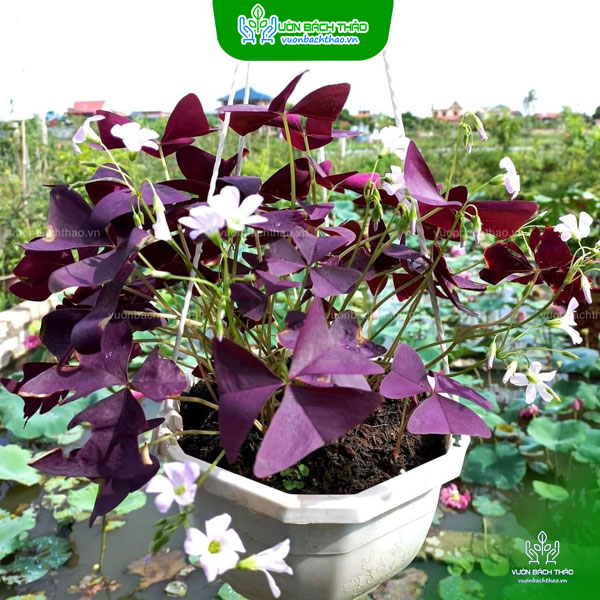 Cây Bướm Đêm Trồng Chậu Treo