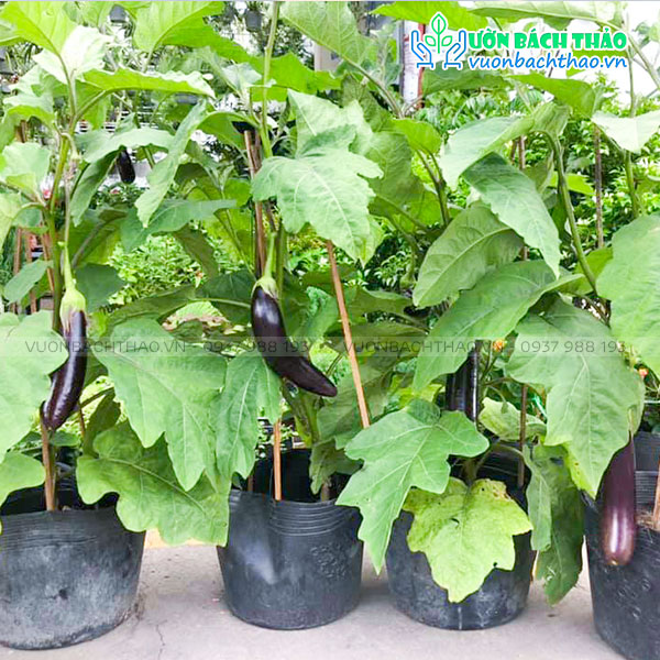 Cây Cà Tím