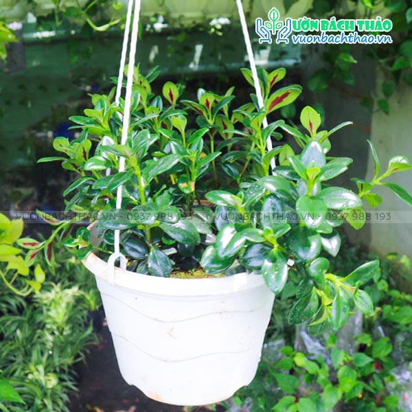 Cây Cá Vàng Chậu Treo