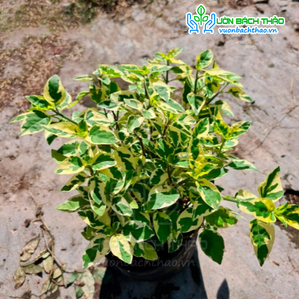 Cây Cầm Thạch Bông