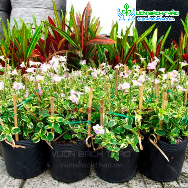 Cây Cầm Thạch Bông