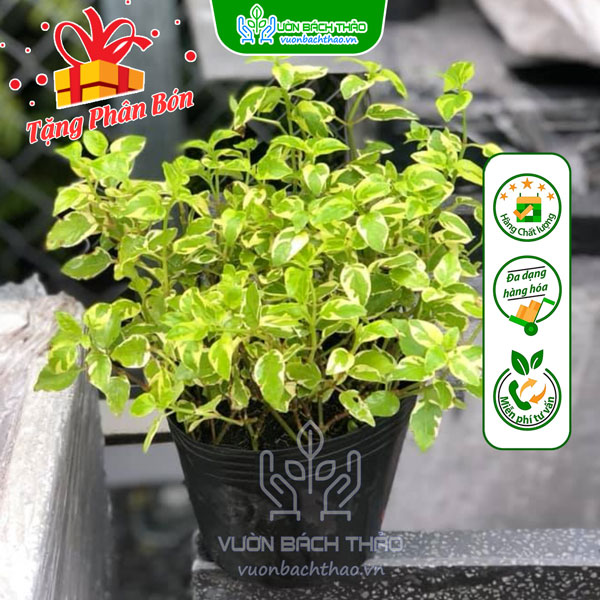 Cây Cầm Thạch Bông