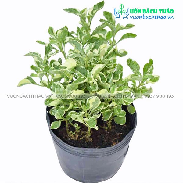 Cây Cẩm Thạch Trồng Công Trình