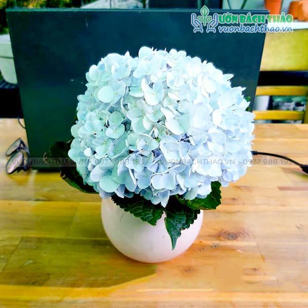 Cây Cẩm Tú Cầu Để Bàn