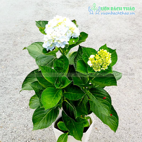 Cây Cẩm Tú Cầu