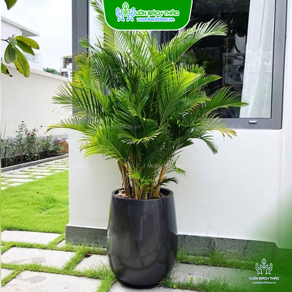 Cây Cau Nhật Chậu Đứng