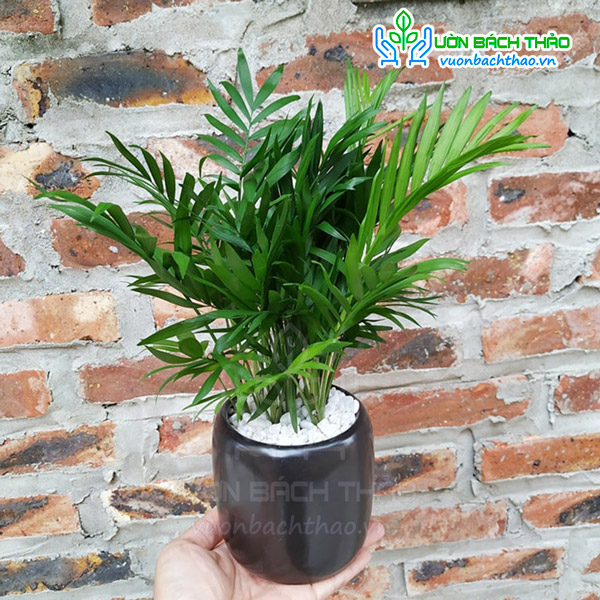 Cây Cau Tiểu Trâm Để Bàn