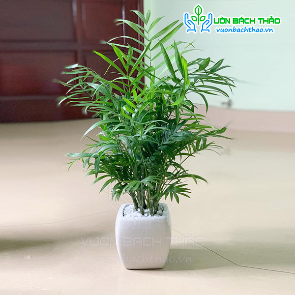 Cây Cau Tiểu Trâm Để Bàn