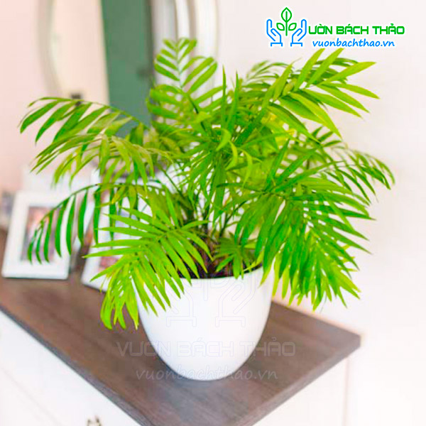 Cây Cau Tiểu Trâm Để Bàn